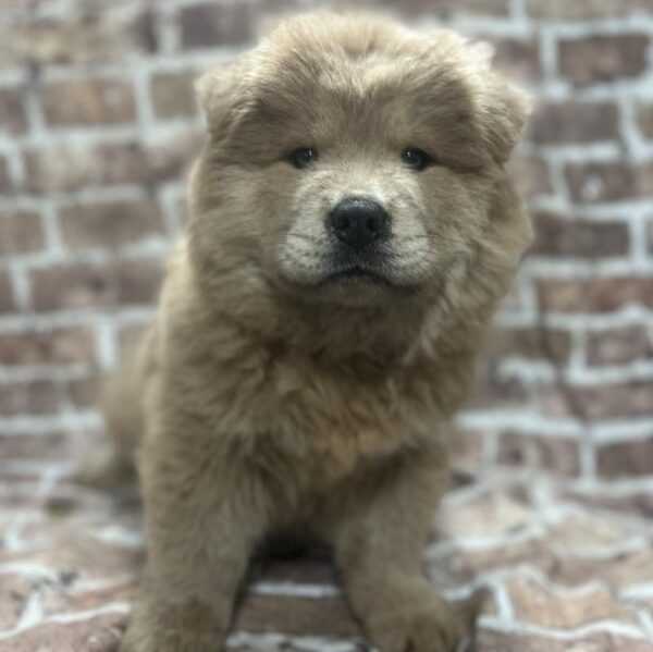 Chow Chow-DOG-Male-Cinnamon-309-Petland Woodlands, TX