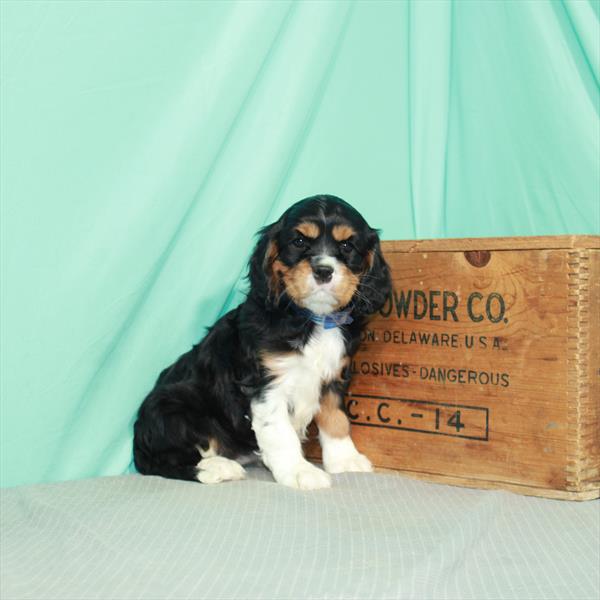 Cavalier King Charles Spaniel-DOG-Female-Black / Tan-2367-Petland Woodlands, TX