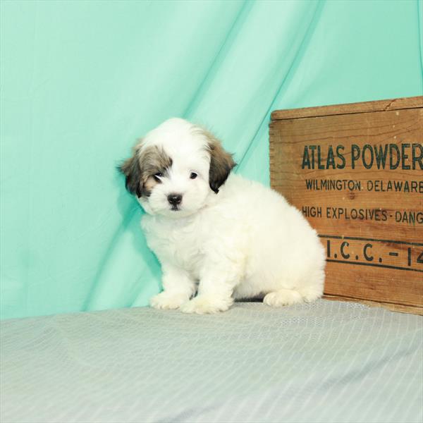Poodle/Shih Tzu-DOG-Female-White / Gold-2368-Petland Woodlands, TX