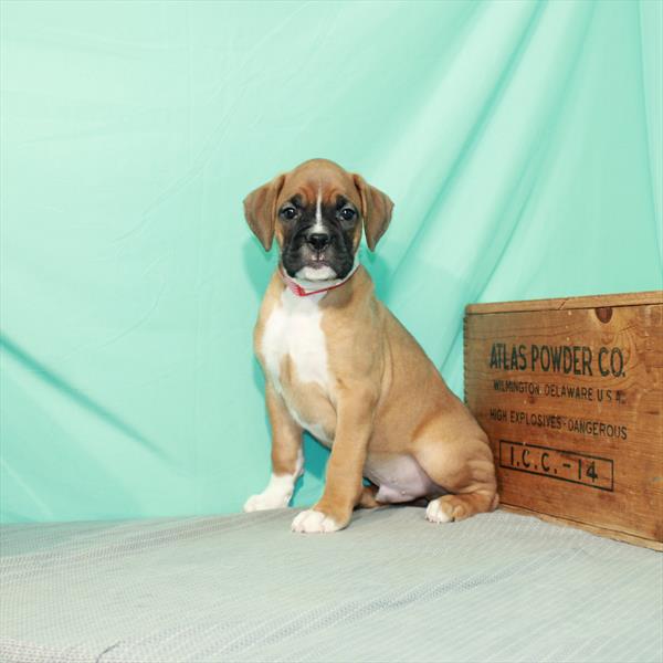 Boxer-DOG-Male-Fawn-2369-Petland Woodlands, TX