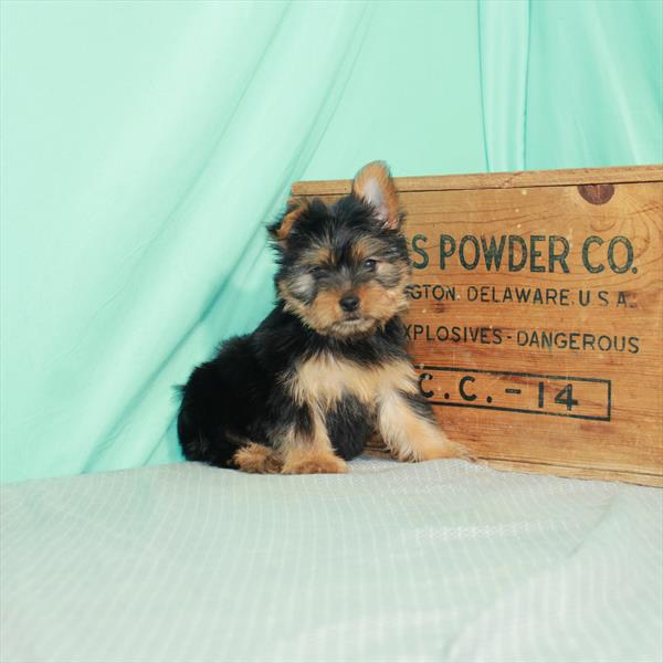 Yorkie-DOG-Female-Black / Tan-2370-Petland Woodlands, TX
