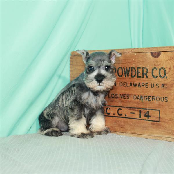 Mini Schnauzer-DOG-Male-Salt / Pepper-2371-Petland Woodlands, TX