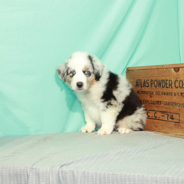 Australian Shepherd-DOG-Male-Blue Merle-2372-Petland Woodlands, TX
