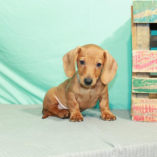 Dachshund-DOG-Male-Red-2373-Petland Woodlands, TX