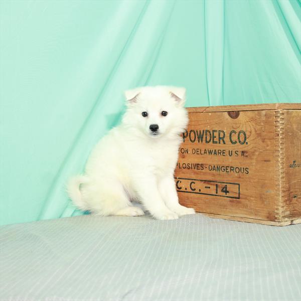 American Eskimo Dog-DOG-Female-White-2374-Petland Woodlands, TX