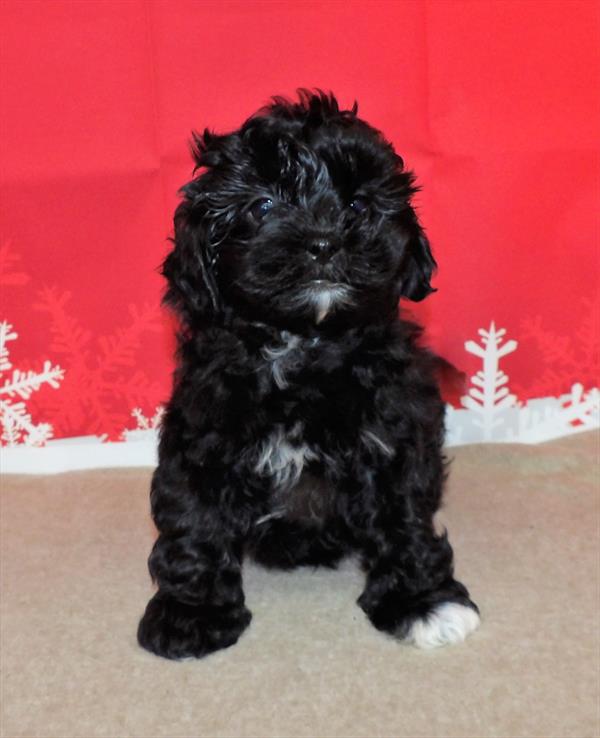 Shizapoo-DOG-Female-Black-2375-Petland Woodlands, TX