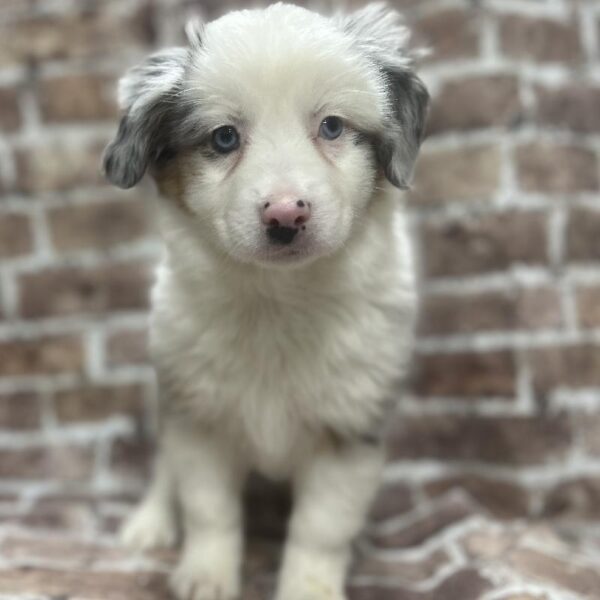 Australian Shepherd-DOG-Female-Blue Merle White & Tan-315-Petland Woodlands, TX
