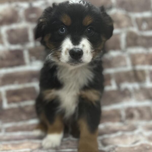 Australian Shepherd-DOG-Male-Black White & Tan-314-Petland Woodlands, TX