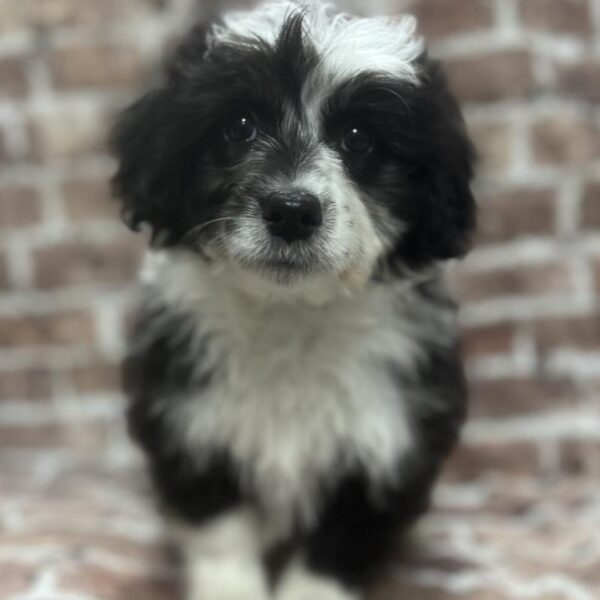 Amer Corgi-Poodle-DOG-Female-Black & White-311-Petland Woodlands, TX