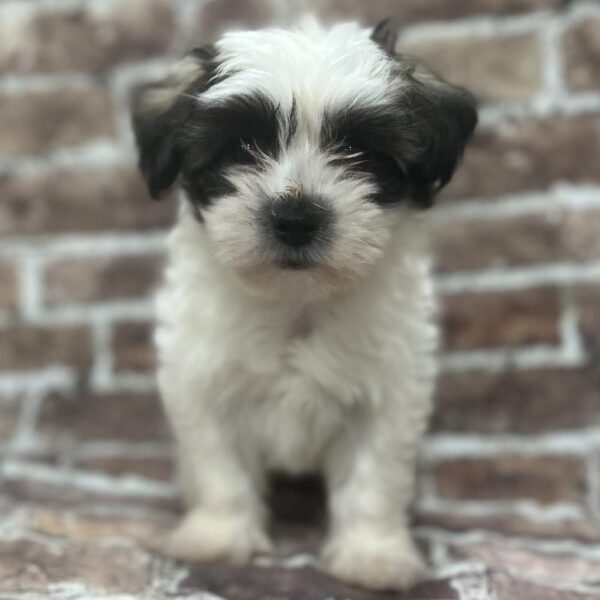 Havanese-DOG-Male-Brown & White-312-Petland Woodlands, TX
