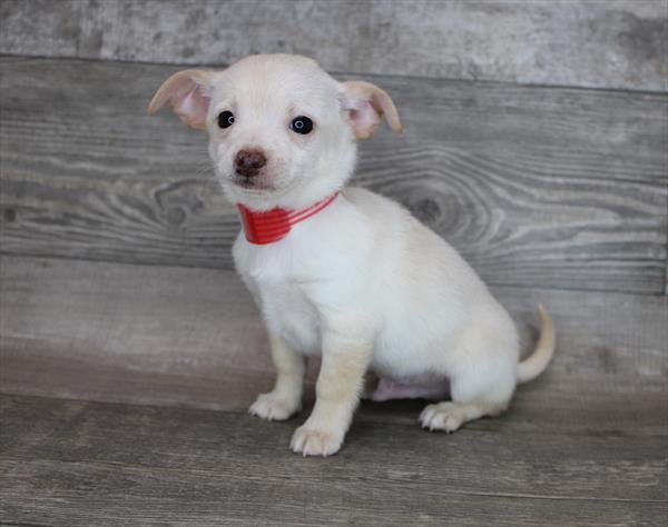 Chihuahua-DOG-Male-Cream-2433-Petland Woodlands, TX