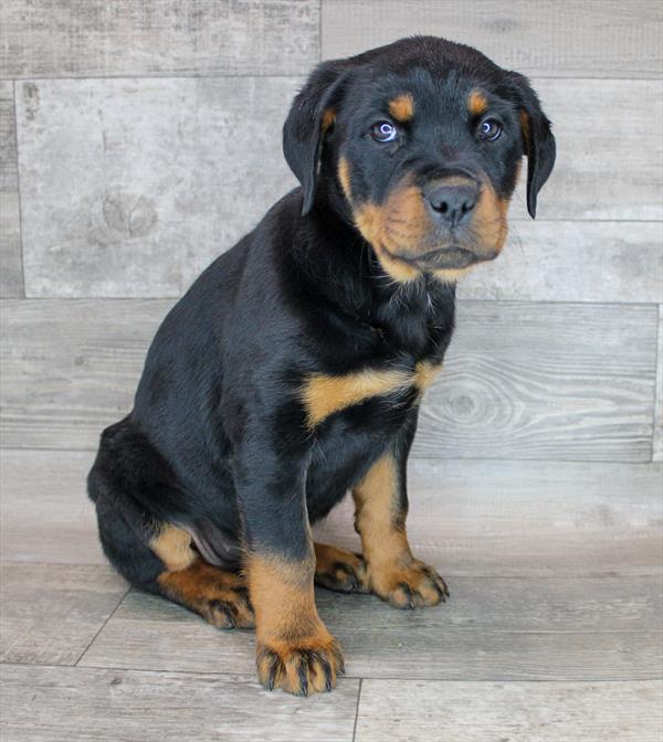 Rottweiler-DOG-Female-Black / Tan-2434-Petland Woodlands, TX