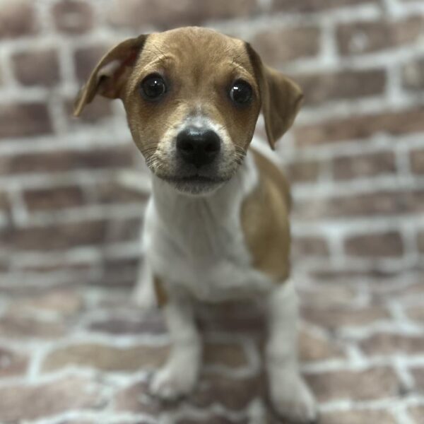 Chiweenie-DOG-Male-Red & White-321-Petland Woodlands, TX