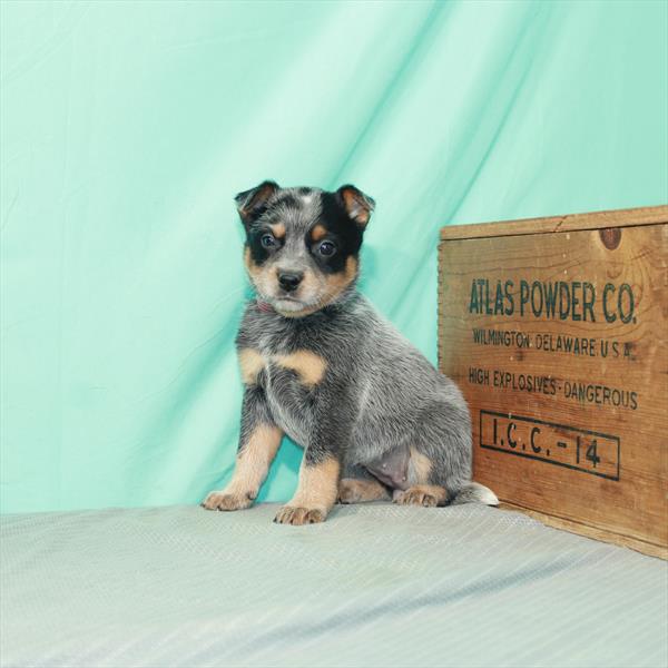 Australian Cattle Dog-DOG-Female-Blue-2437-Petland Woodlands, TX