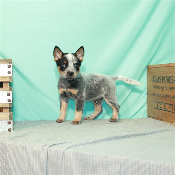 Australian Cattle Dog-DOG-Male-Blue-2439-Petland Woodlands, TX