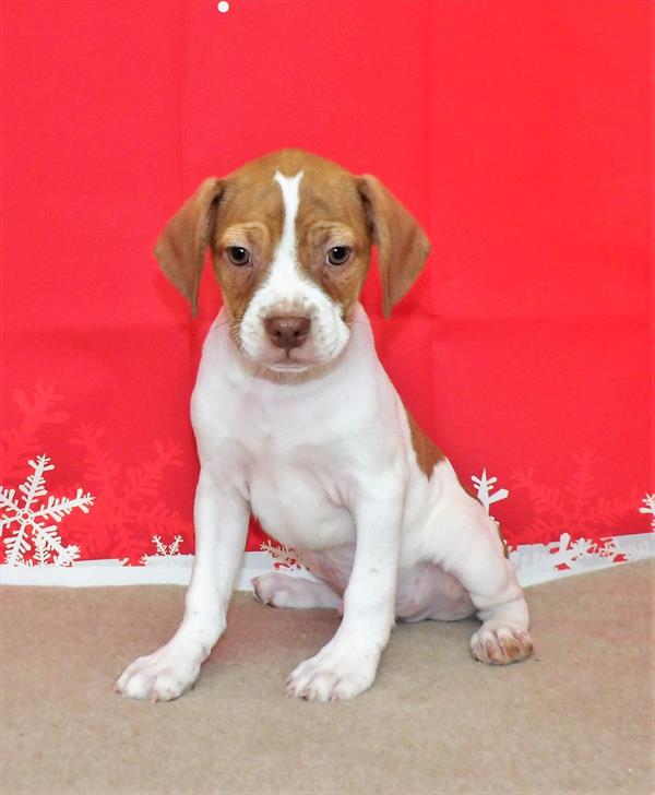 French Bulldog/Beagle-DOG-Male-Fawn / White-2440-Petland Woodlands, TX