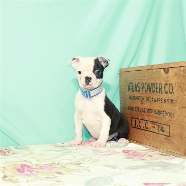 Boston Terrier-DOG-Female-Black Brindle / White-2458-Petland Woodlands, TX