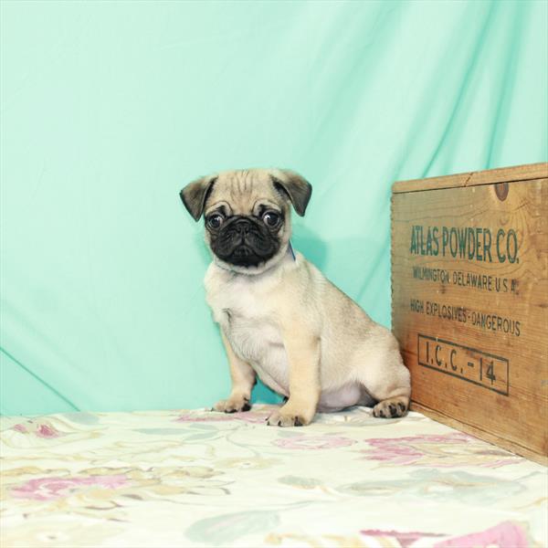 Pug-DOG-Male-Fawn-2461-Petland Woodlands, TX