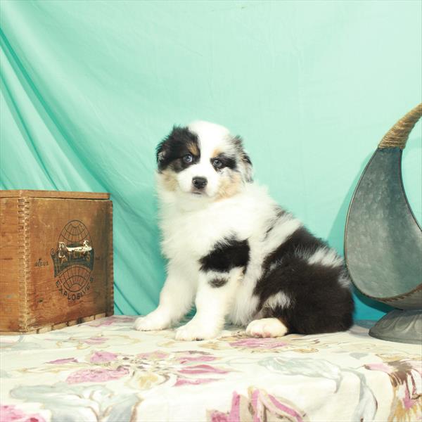 Miniature Australian Shepherd-DOG-Male-Blue Merle-2462-Petland Woodlands, TX