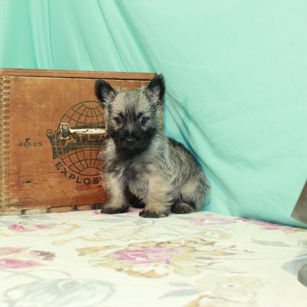 Cairn Terrier-DOG-Male-Wheaten-2463-Petland Woodlands, TX