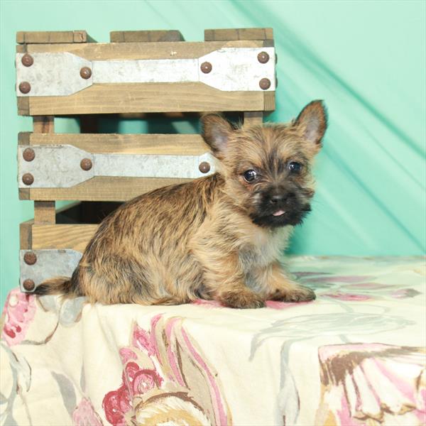 Cairn Terrier-DOG-Female-Wheaten-2464-Petland Woodlands, TX