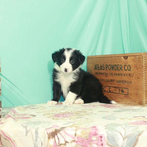Border Collie-DOG-Male-Black / White-2465-Petland Woodlands, TX