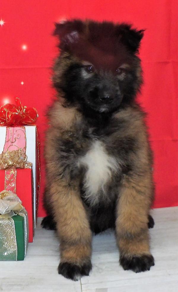 Belgian Tervuren-DOG-Male-Mahogany / Black-2466-Petland Woodlands, TX