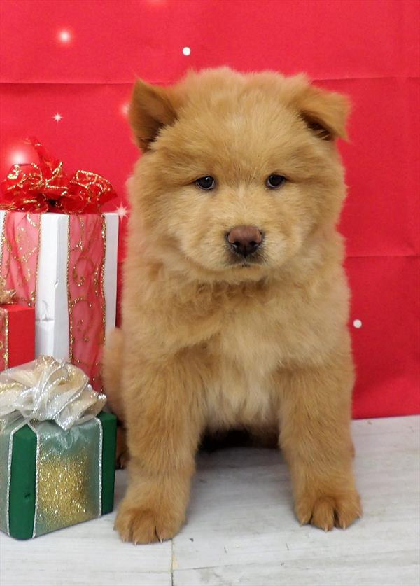 Chow Chow-DOG-Female-Red-2467-Petland Woodlands, TX