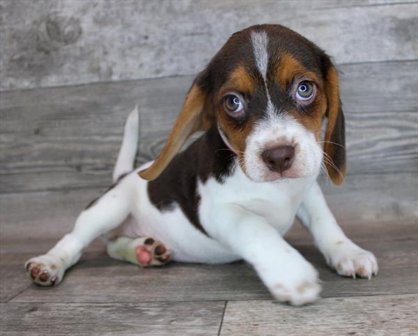 Beagle-DOG-Female-Chocolate White Tan-2468-Petland Woodlands, TX