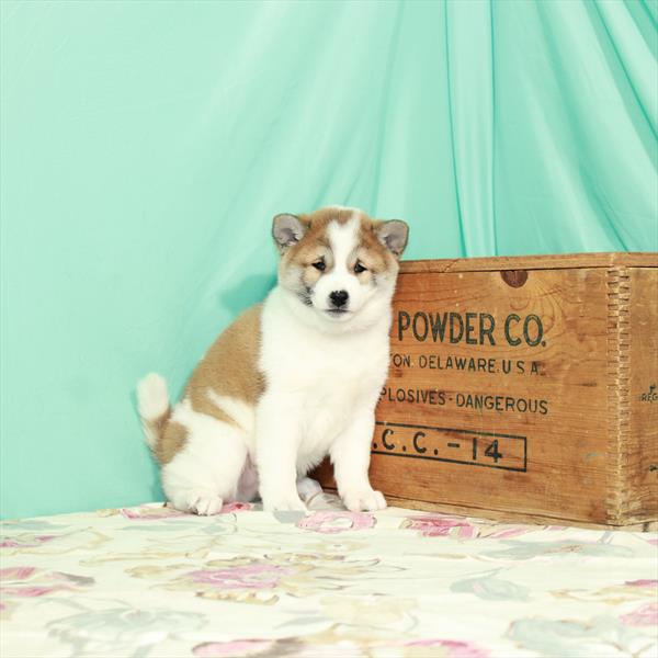 Shiba Inu-DOG-Male-Red Sesame-2469-Petland Woodlands, TX