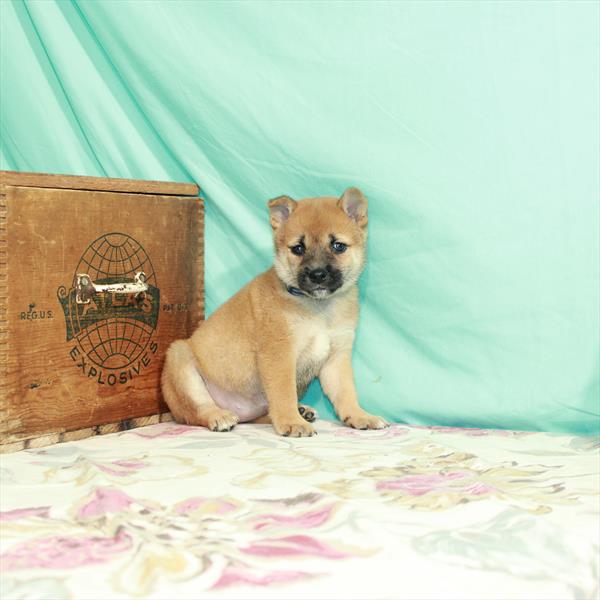 Shiba Inu-DOG-Female-Red Sesame-2470-Petland Woodlands, TX