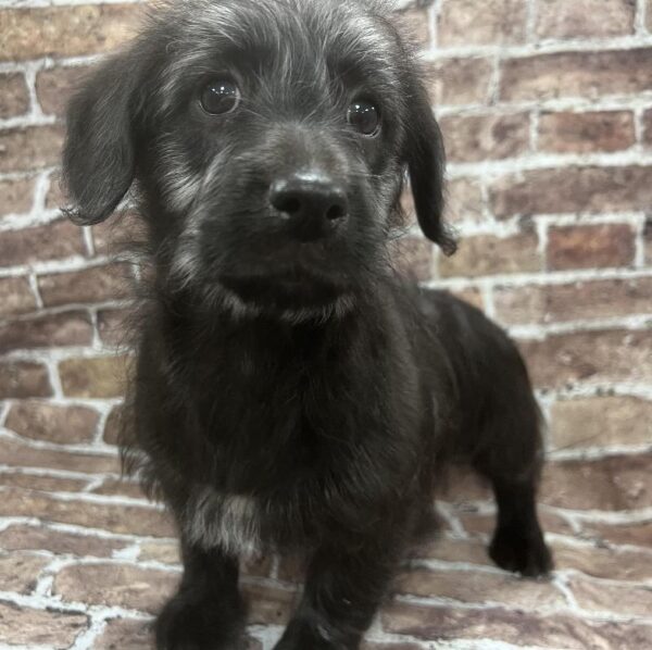 Pembroke Welsh Corgi-Mini Poodle-DOG-Male-Black & Tan-320-Petland Woodlands, TX