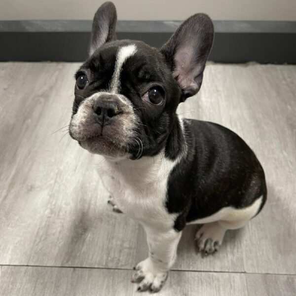 French Bulldog-DOG-Female-Brindle Piebald-2448-Petland Woodlands, TX