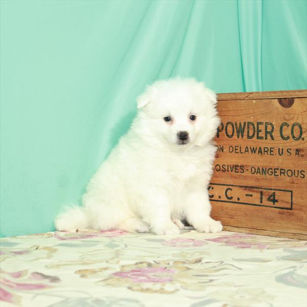 American Eskimo Dog-DOG-Male-White-2514-Petland Woodlands, TX