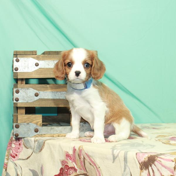 Cavalier King Charles Spaniel-DOG-Male-Blenheim / White-2515-Petland Woodlands, TX