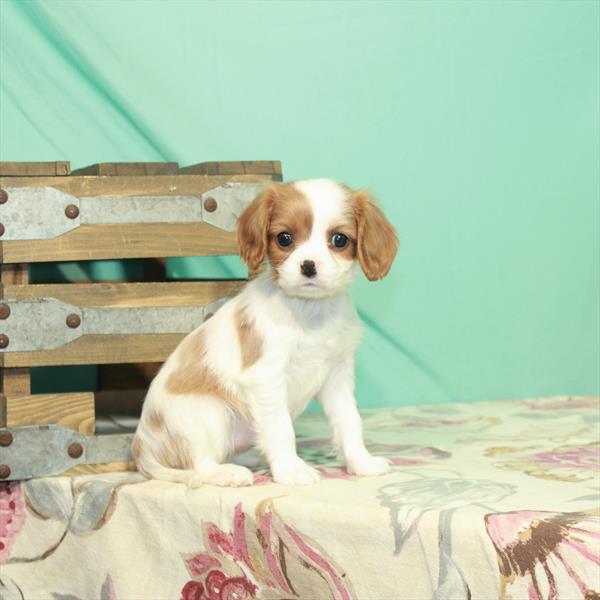 Cavalier King Charles Spaniel-DOG-Female-Blenheim / White-2516-Petland Woodlands, TX