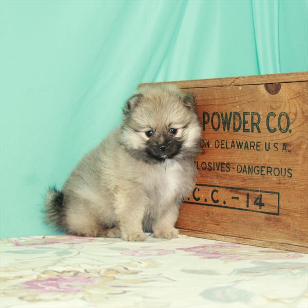 Pomeranian-DOG-Female-Wolf Sable-2517-Petland Woodlands, TX