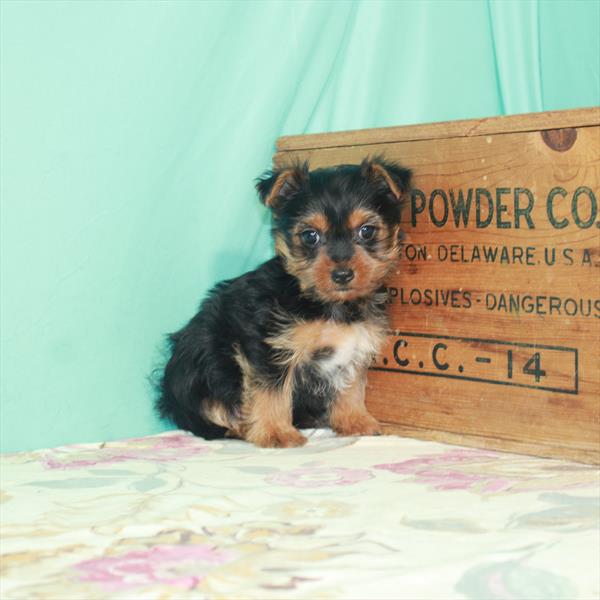 Yorkie-DOG-Female-Black / Tan-2519-Petland Woodlands, TX