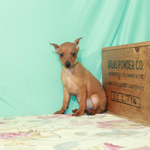Min Pin-DOG-Male-Red-2520-Petland Woodlands, TX