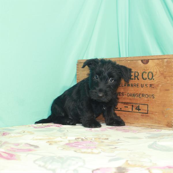 Scottish Terrier-DOG-Female-Black-2521-Petland Woodlands, TX
