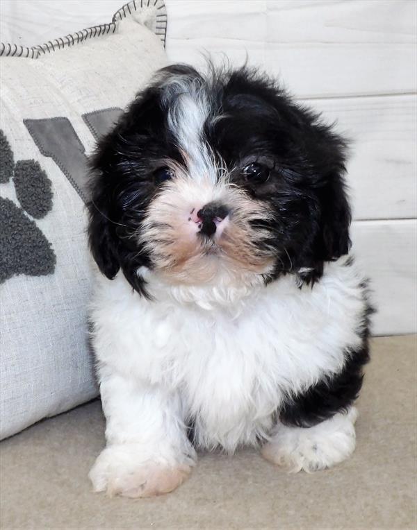 Shih Tzu-DOG-Male-Black / White-2523-Petland Woodlands, TX