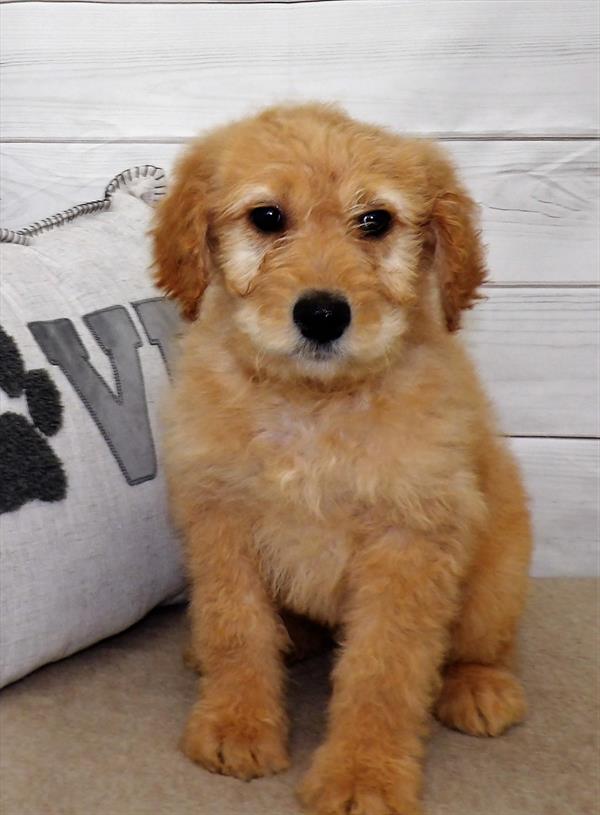 Goldendoodle DOG Male Apricot 2524 Petland Woodlands, TX