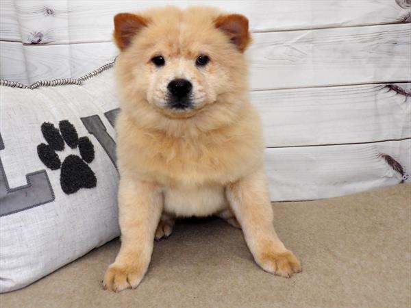 Chow Chow-DOG-Female-Cream-2525-Petland Woodlands, TX