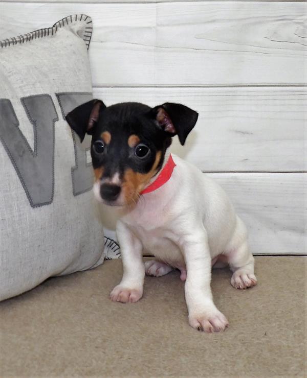 Jack Russell Terrier-DOG-Male-Black / White-2526-Petland Woodlands, TX