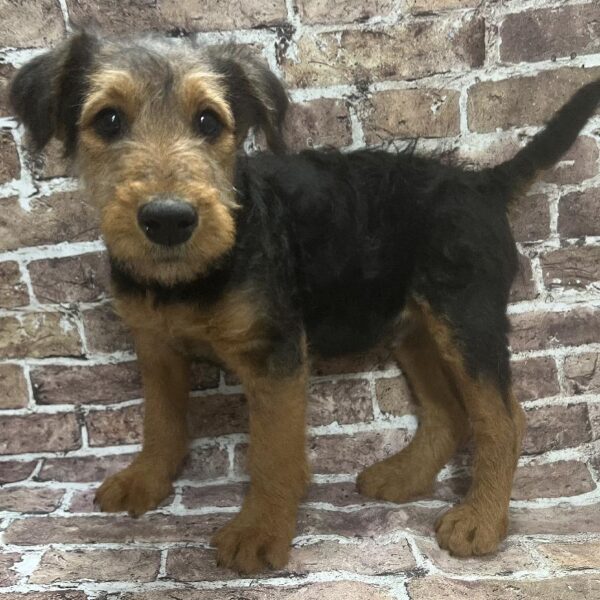 Airedale Terrier-DOG-Male-Black & Tan-345-Petland Woodlands, TX