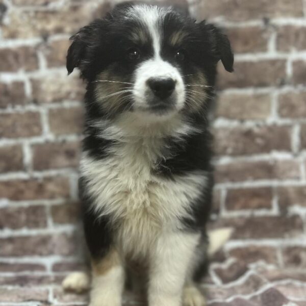 Miniature Australian Shepherd-Siberian Husky-DOG-Male-Black White & Tan-353-Petland Woodlands, TX