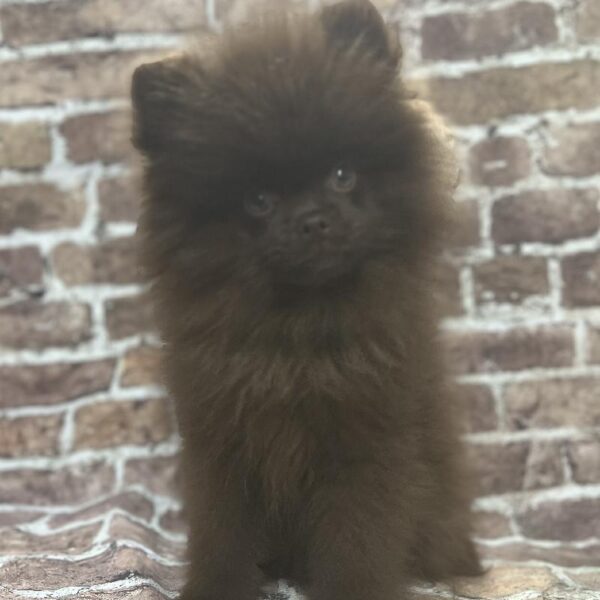 Pomeranian-DOG-Male-Chocolate-344-Petland Woodlands, TX