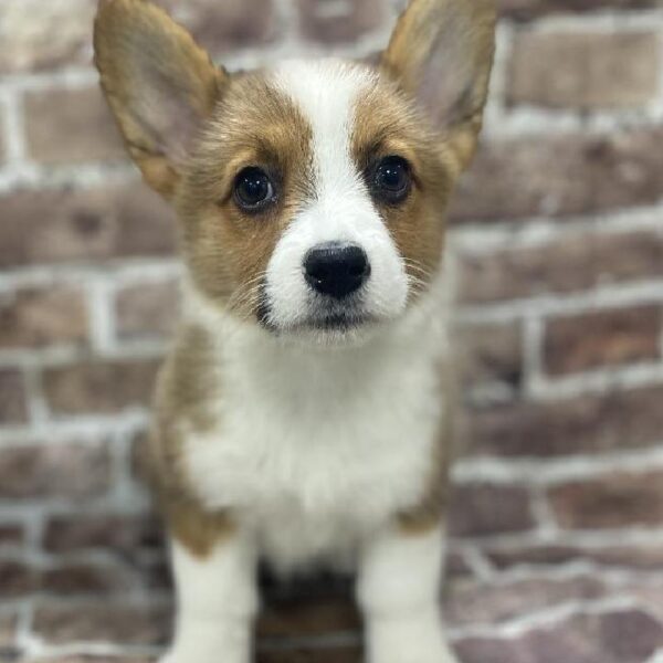 Pembroke Welsh Corgi-DOG-Female-Sable & White-350-Petland Woodlands, TX