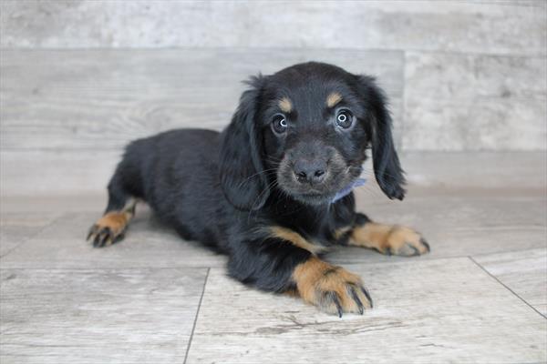 Dachshund-DOG-Male-Black / Tan-2579-Petland Woodlands, TX