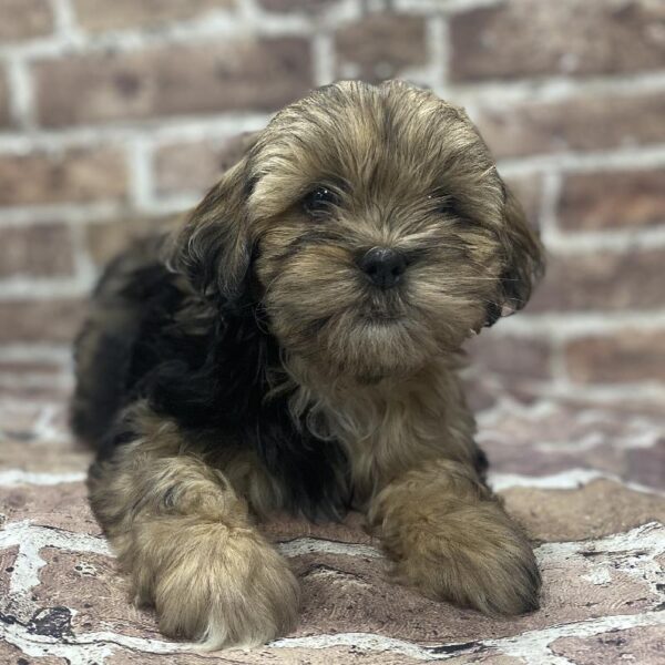 Lhasa-Poo-DOG-Female-Sable-342-Petland Woodlands, TX